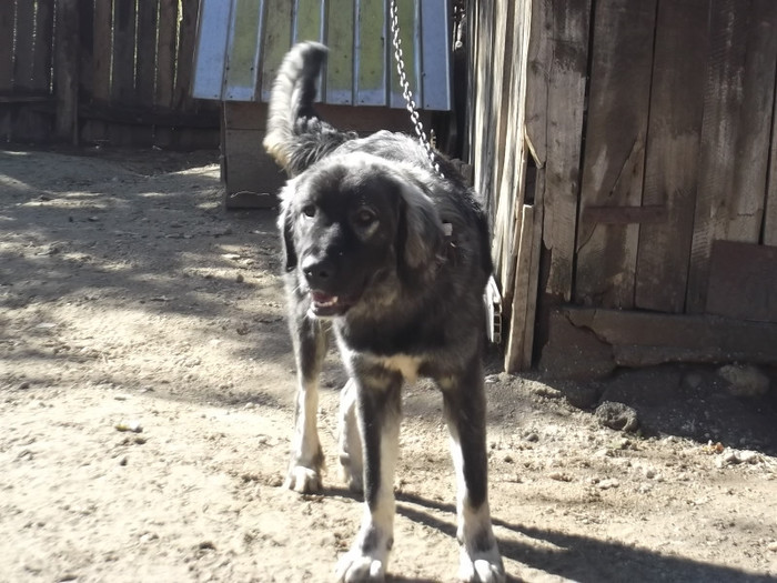 ROKI LA 9 LUNI - PAZNICI PORUMBARIEI