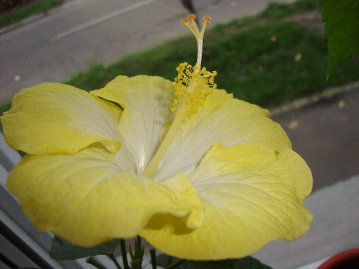 foto 278 - hibiscusi
