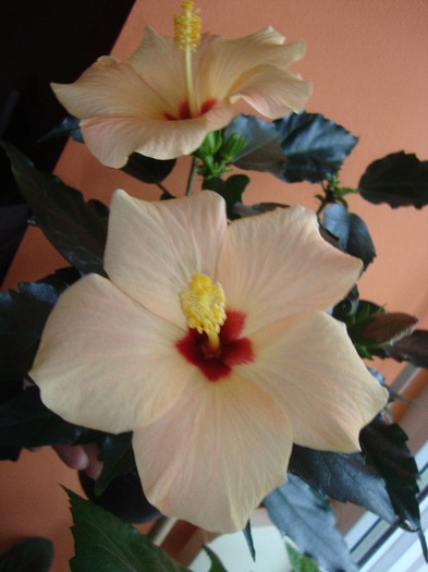 foto 333 - hibiscusi