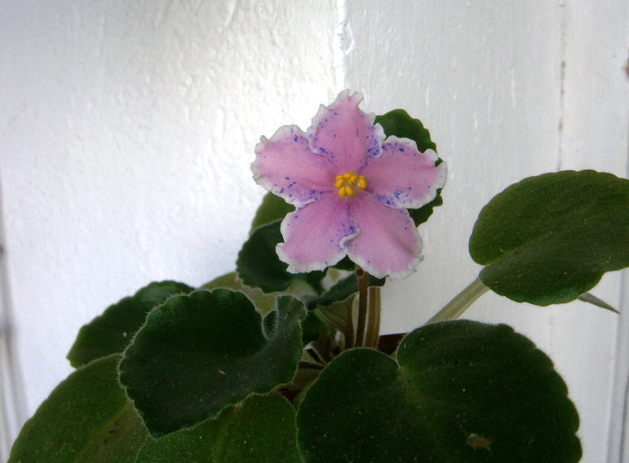 Rebel's Splatter Kake