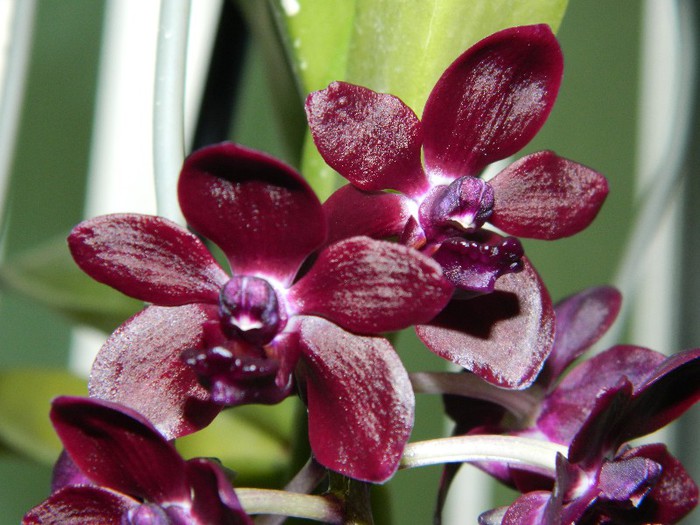 DSCN1259 - Vandachostylis Colmarie Black Beauty