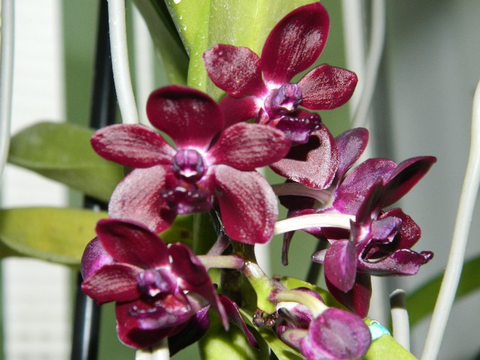 DSCN1300 - Vandachostylis Colmarie Black Beauty