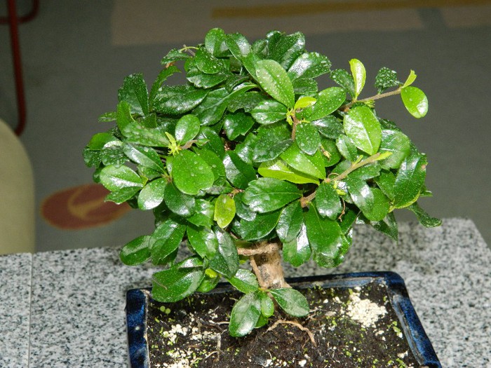 DSCN1282 - Bonsai - Carmona microphylla