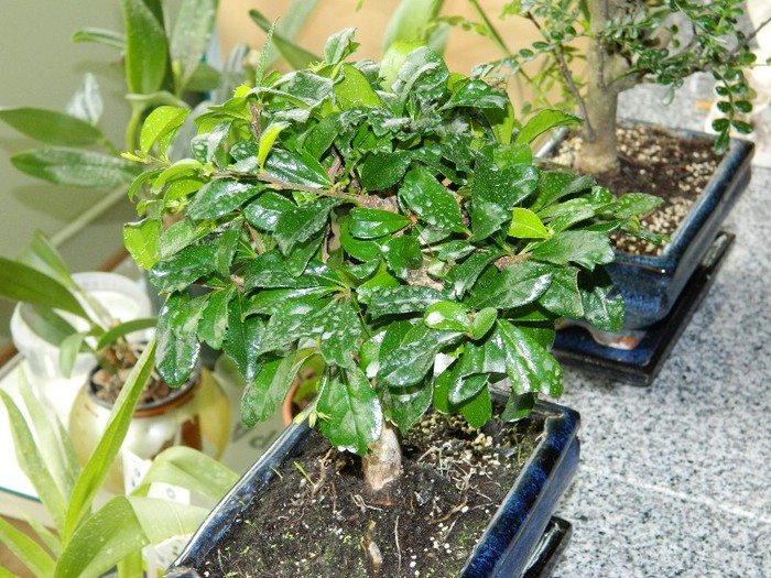 DSCN1284 - Bonsai - Carmona microphylla