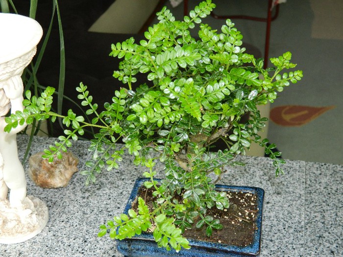 DSCN1281 - Bonsai - Zanthoxylum piperitum