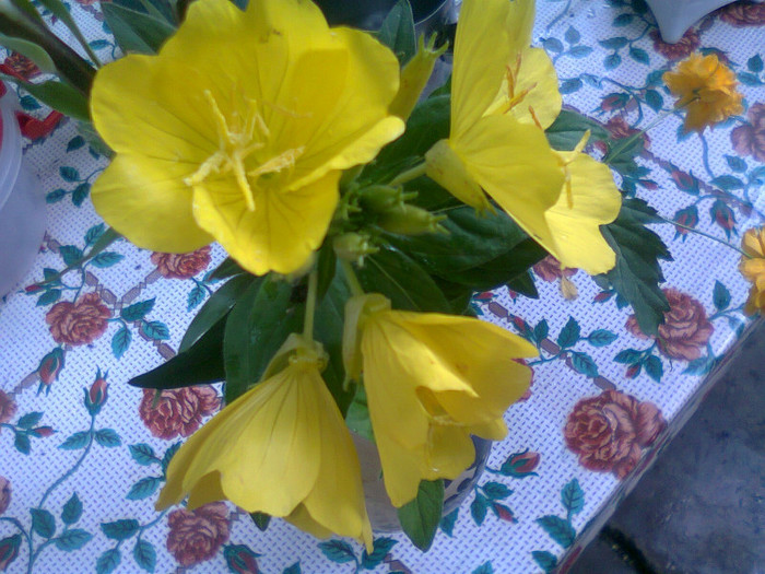 Fotografie0864 - Oenothera glazioviana