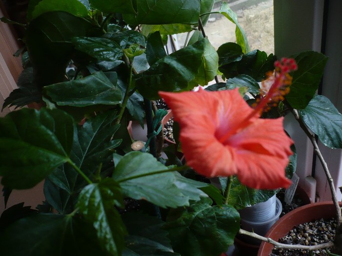 P1180893 - HIBISCUSI 2012-7