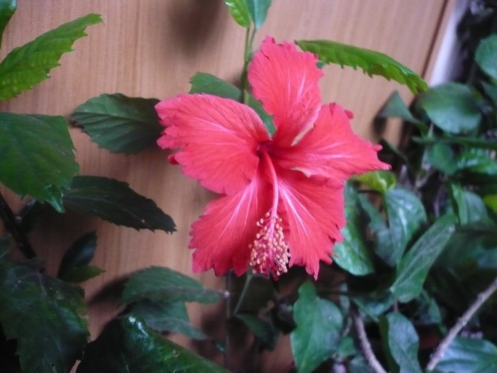 P1180897 - HIBISCUSI 2012-7