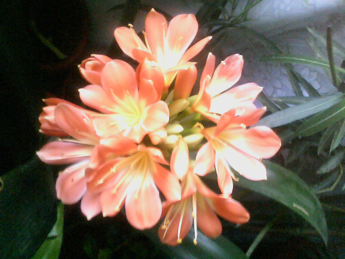 Picture 001 - CLIVIA