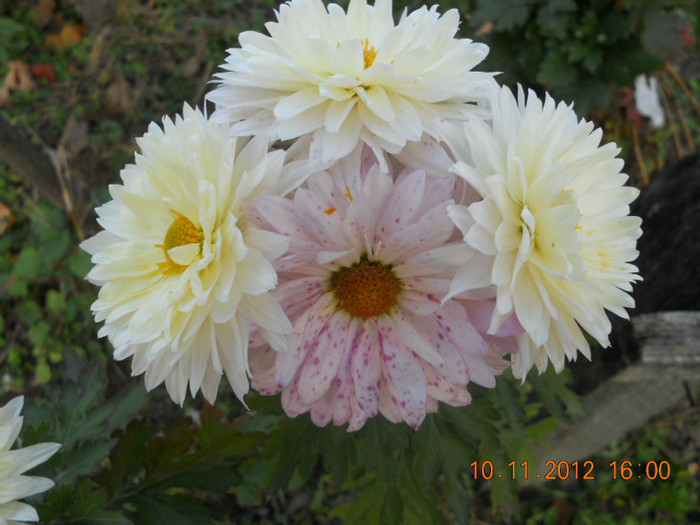 DSCN2379 - Crizanteme 2012-2013-2014