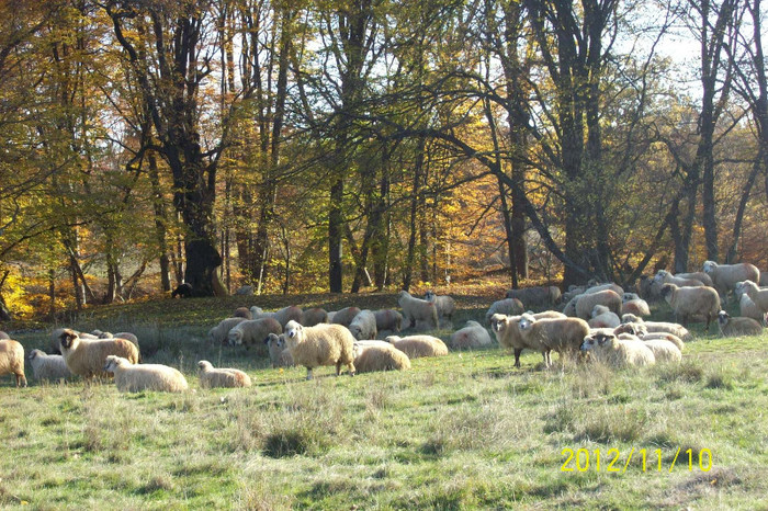 101_1743 SATULE OITELE SI IN ACEASTA ADMOSFERA DE RACOARE NU MAI PASC ,CURIOSE DE PREZENTA NOASTRA .