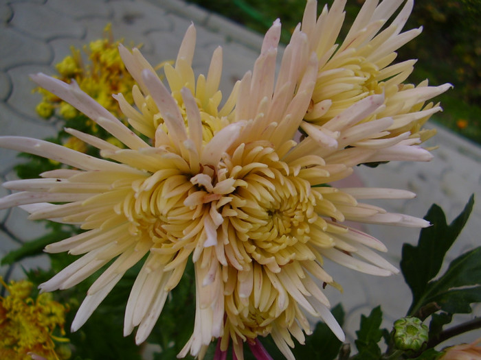 006 - crizanteme tufane 2012