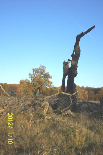 101_1814...STARC  SAU  BATLAN , CUM DORITI DV...MONUMENT AL NATURII AICI PE SECETOSUL PLATOU  BREITE