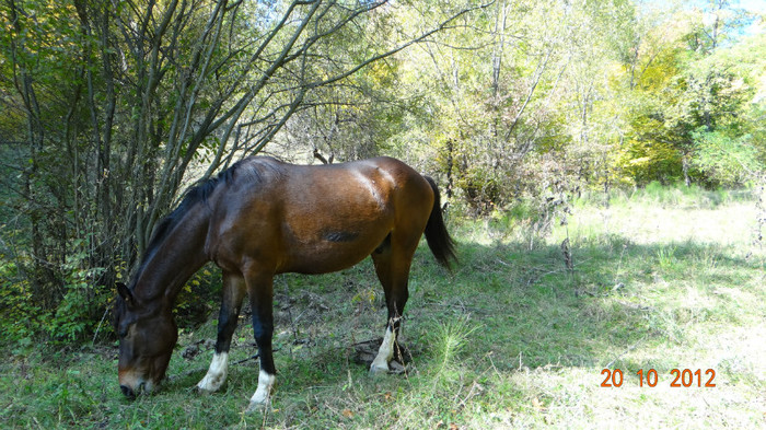 DSC01765 - cosminele toamna