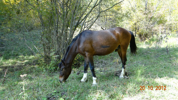 DSC01766 - cosminele toamna