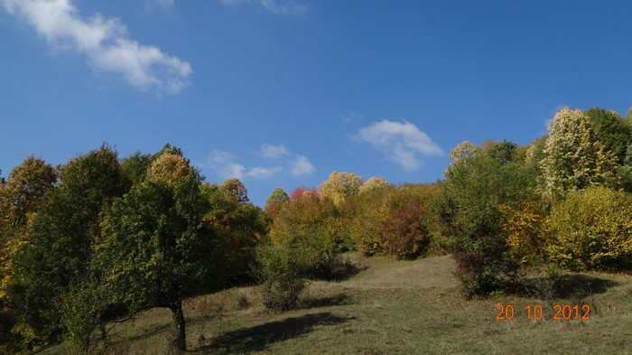 DSC01771 - cosminele toamna