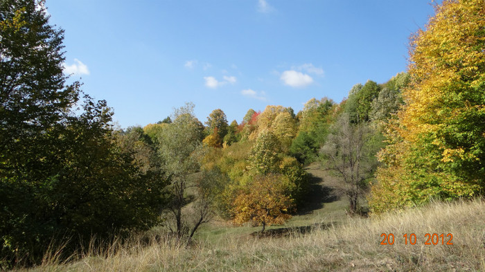 DSC01778 - cosminele toamna