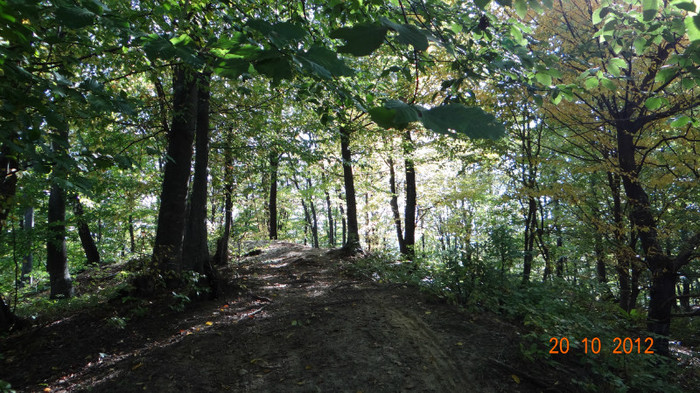 DSC01780 - cosminele toamna