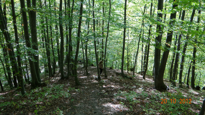 DSC01783 - cosminele toamna