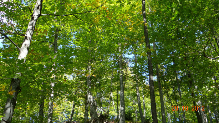 DSC01784 - cosminele toamna