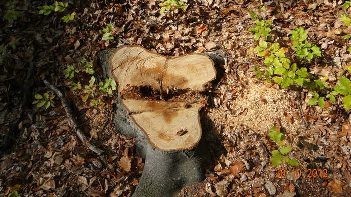 DSC01787 - cosminele toamna