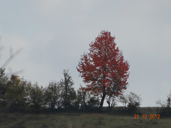 DSC01842 - cosminele toamna