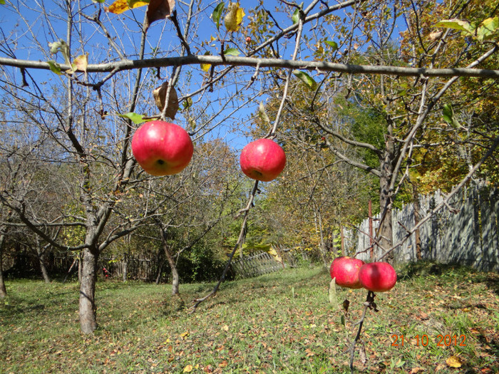 DSC01866 - cosminele toamna