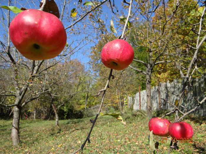 DSC01867 - cosminele toamna