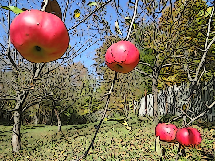 DSC01872 - cosminele toamna