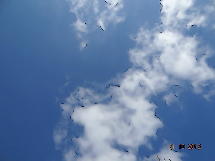 DSC01873 - cosminele toamna