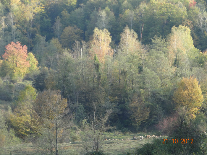 DSC01878 - cosminele toamna