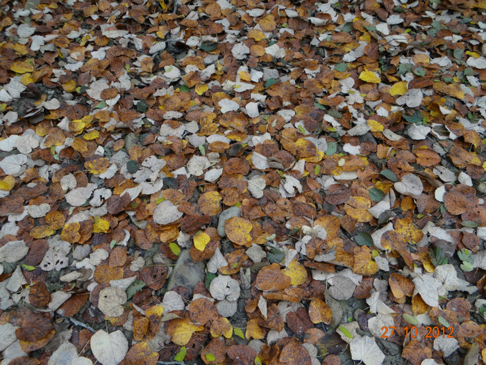 DSC01890 - cosminele toamna