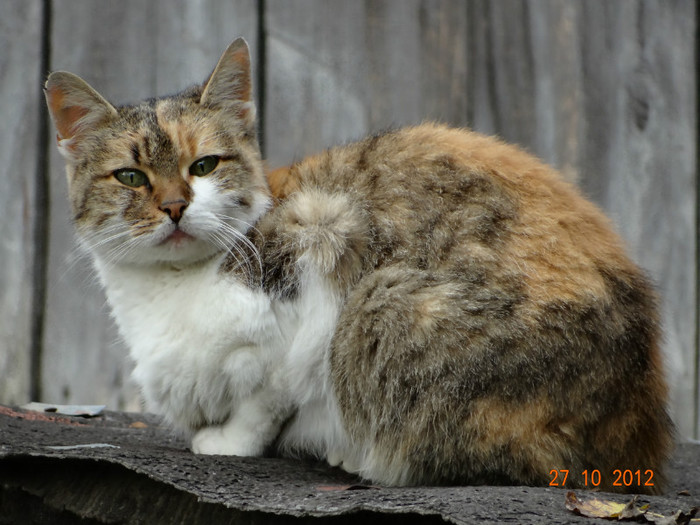 DSC01899 - cosminele toamna