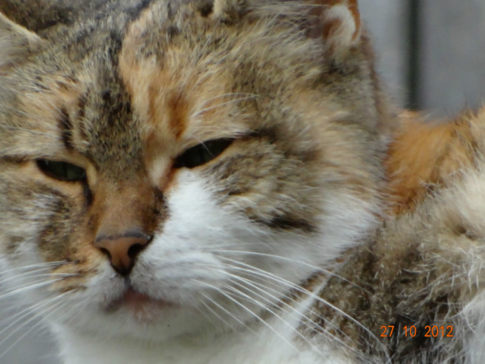 DSC01900 - cosminele toamna