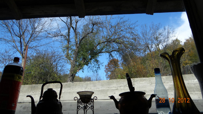 DSC01922 - cosminele toamna