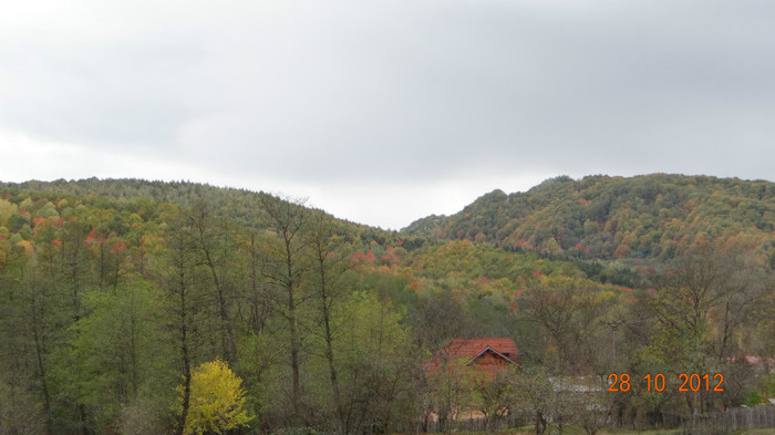 DSC01927 - cosminele toamna