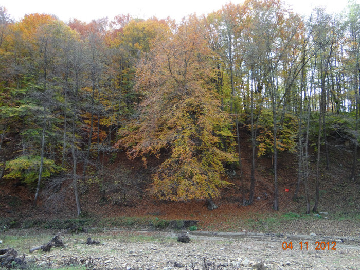 DSC01992 - cosminele toamna