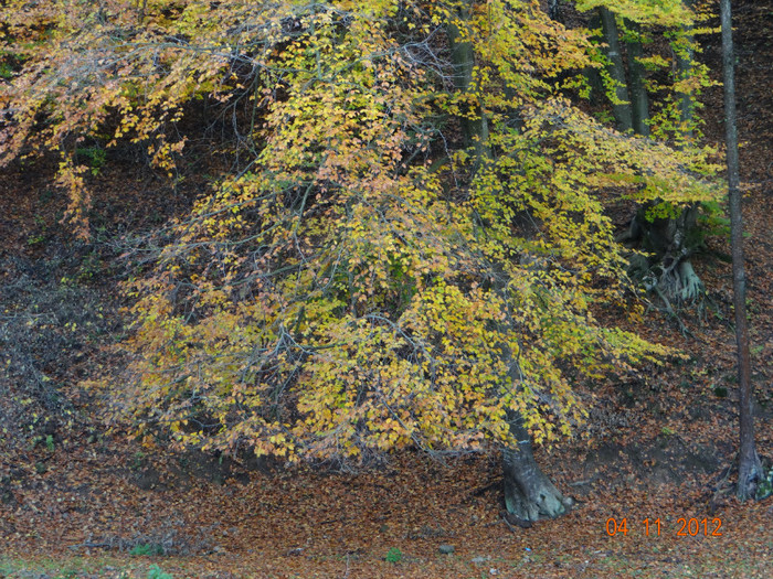 DSC01993 - cosminele toamna