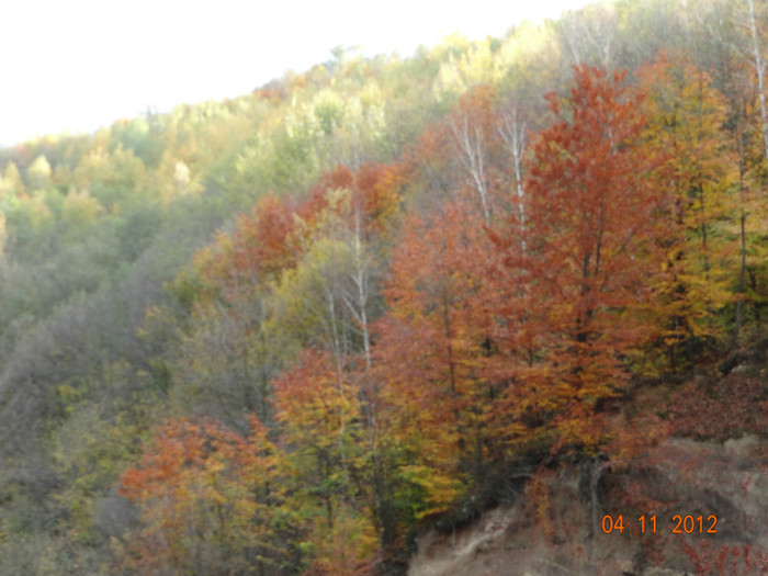 DSC01995 - cosminele toamna