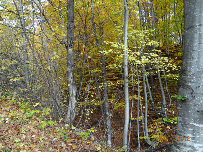 DSC02000 - cosminele toamna