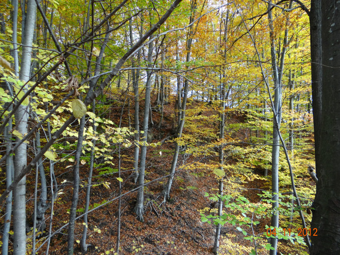 DSC02001 - cosminele toamna