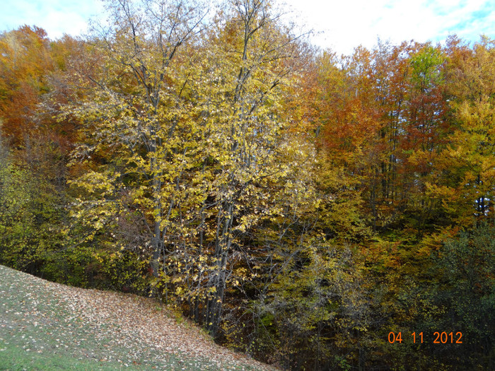 DSC02003 - cosminele toamna