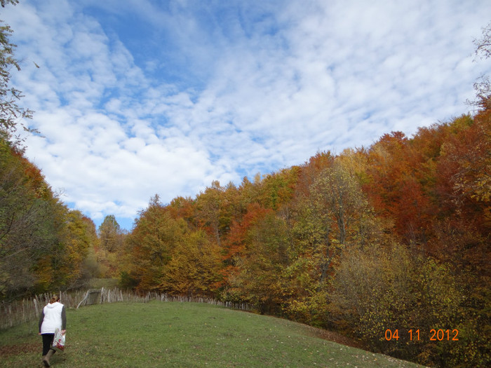 DSC02004 - cosminele toamna