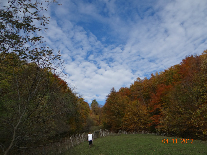 DSC02005 - cosminele toamna