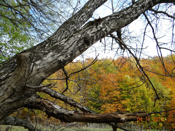 DSC02013 - cosminele toamna