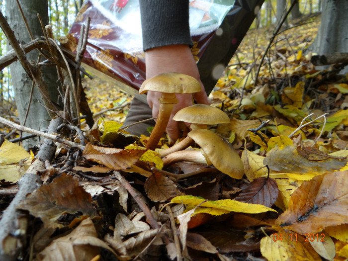 DSC02014 - cosminele toamna