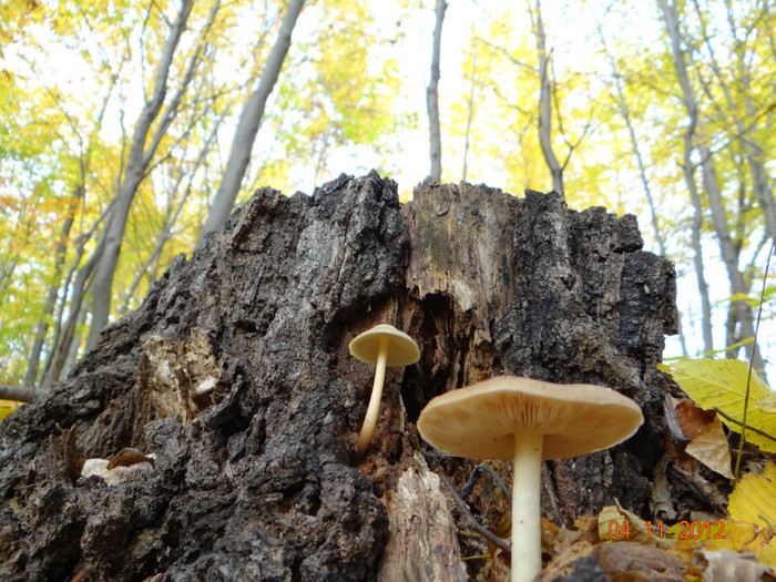 DSC02015 - cosminele toamna