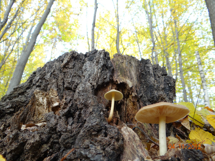 DSC02016 - cosminele toamna