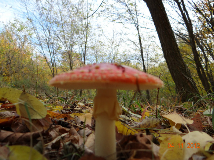 DSC02024 - cosminele toamna