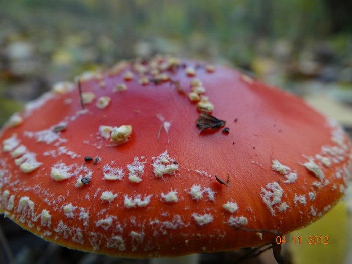 DSC02025 - cosminele toamna